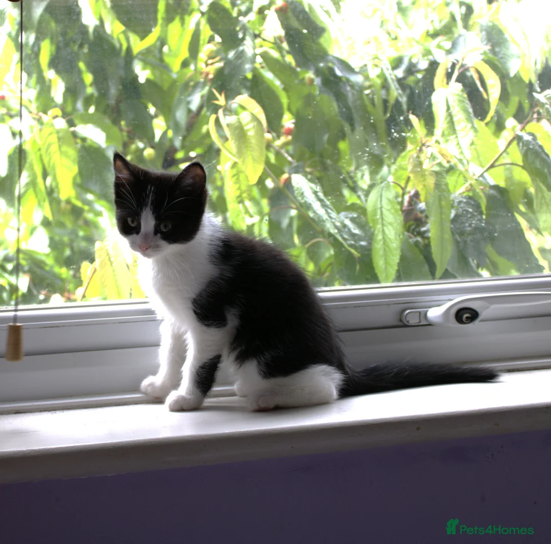 Mixed Breed cats for sale: Ragdoll mix kittens - Advert 11