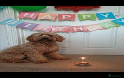 Miniature Poodle dogs for stud: EXTENSIVELY HEALTH TESTED POODLE FOR STUD - Image 8