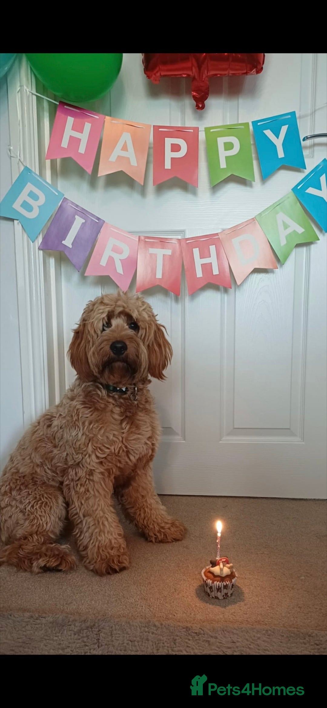 Miniature Poodle dogs for stud: EXTENSIVELY HEALTH TESTED POODLE FOR STUD - Image 8