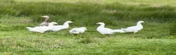 Geese poultry for sale: Goslings Geese for sale in Llanidloes - Advert 6