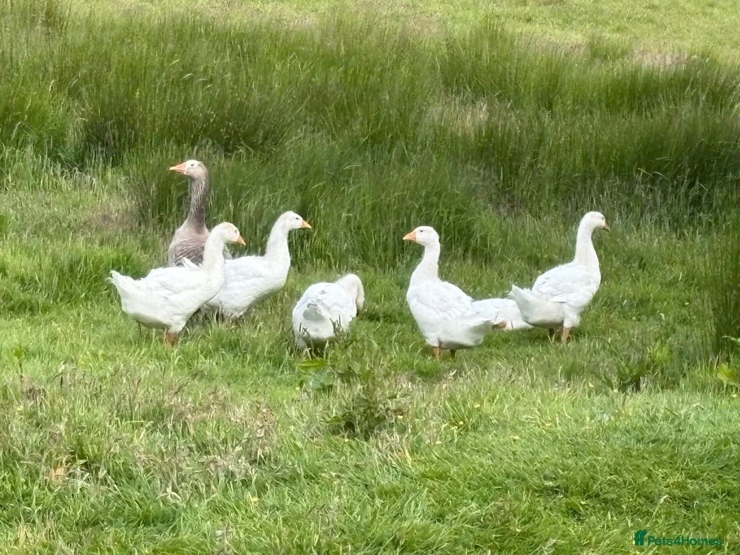 Geese poultry for sale: Goslings Geese for sale in Llanidloes - Advert 6