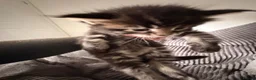 Maine Coon cats for sale: Maine Coon Kittens  - Advert 7
