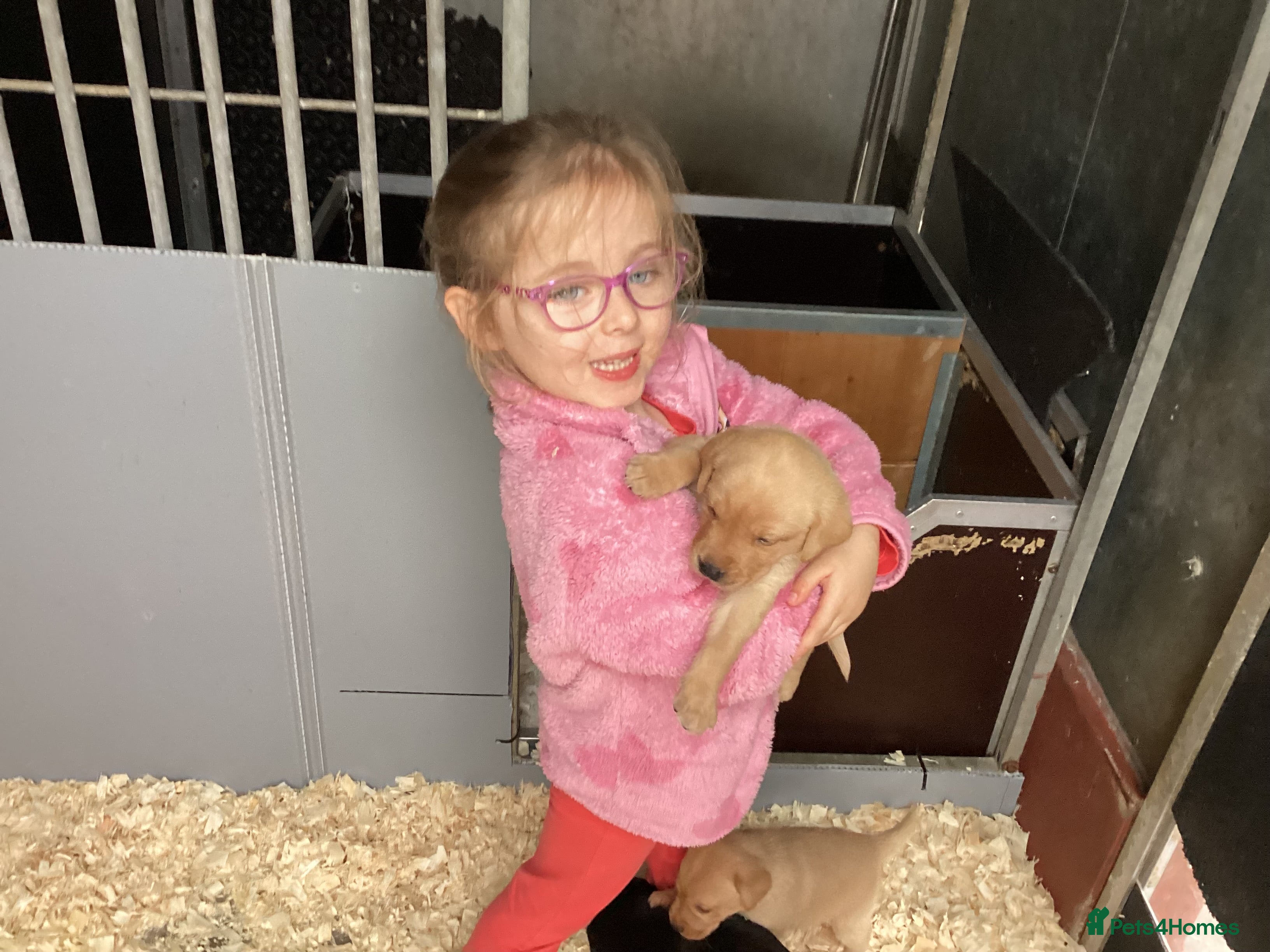 Labrador Retriever dogs Gorgeous litter - 3 sold already - Advert 2