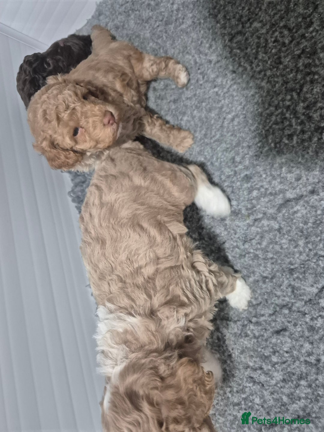 Labradoodle dogs for sale: Stunning F3 miniature labradoodles!  - Advert 21