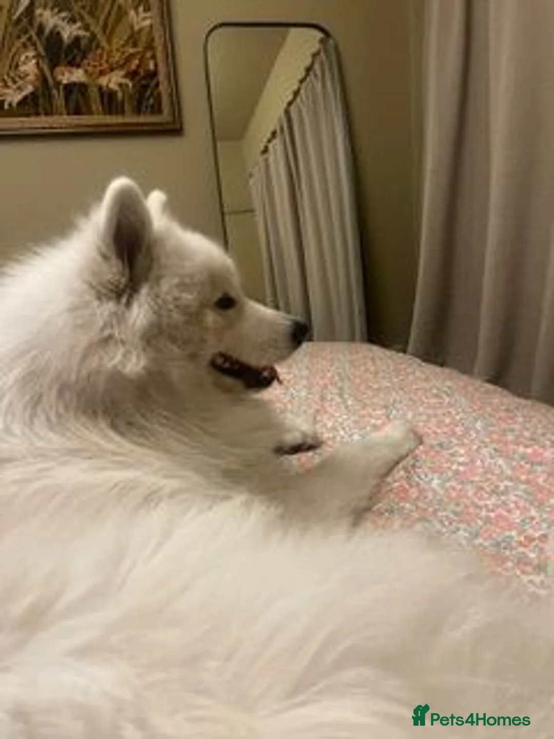Samoyed dogs for sale: 12 month old Samoyed (male) needs urgent rehoming - Advert 2