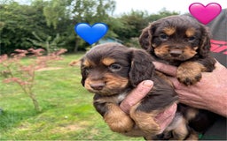Cocker Spaniel dogs for sale: GORGEOUS WORKING COCKER PUPS - Image 21