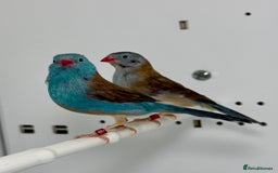 Finches birds for sale: Blue-capped cordon-bleu finches - Advert 1