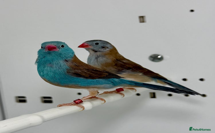 Finches birds Blue-capped cordon-bleu finches - Advert 1