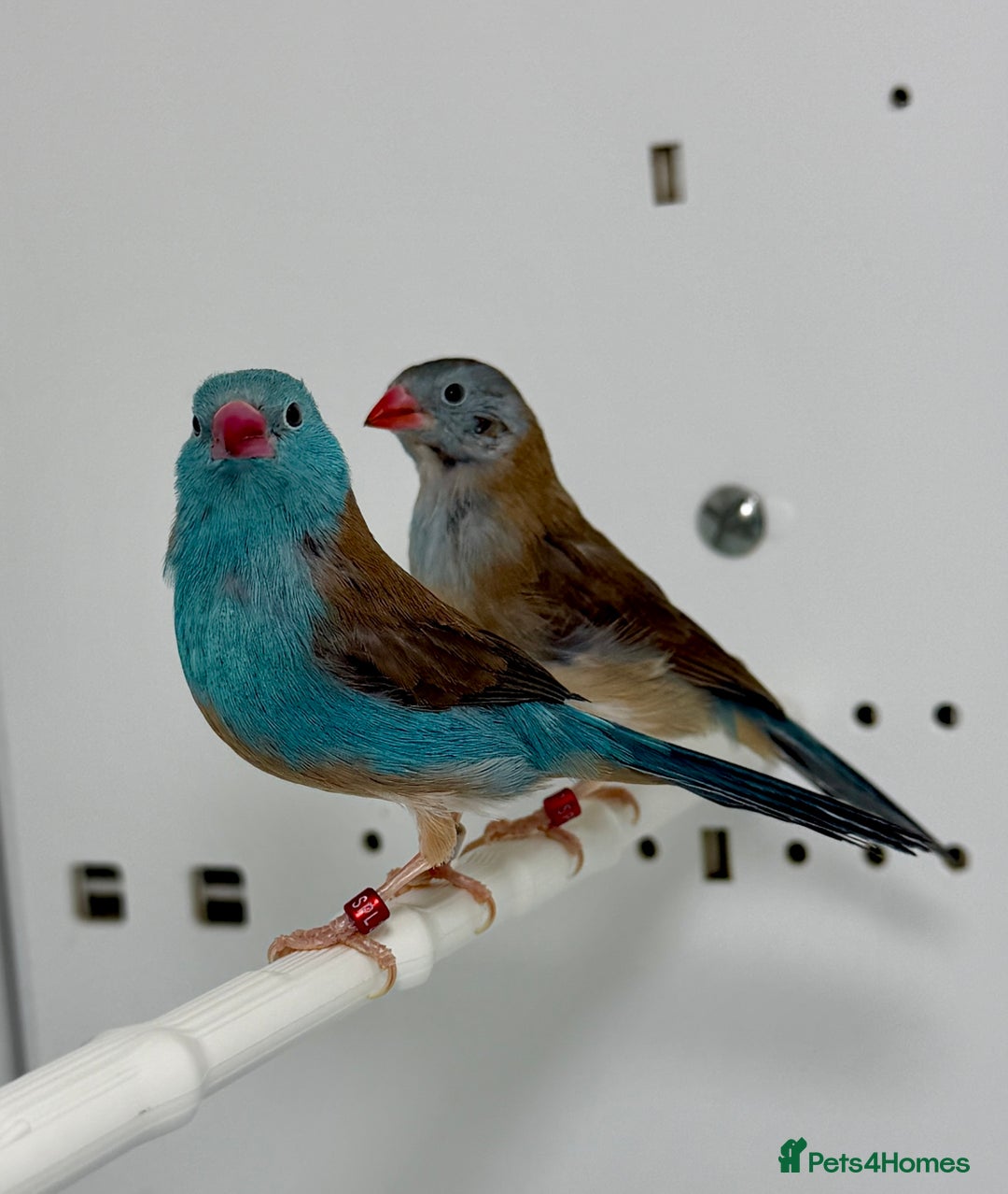 Finches birds for sale: Blue-capped cordon-bleu finches - Advert 1