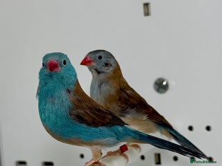 Finches birds for sale: Blue-capped cordon-bleu finches - Advert 1