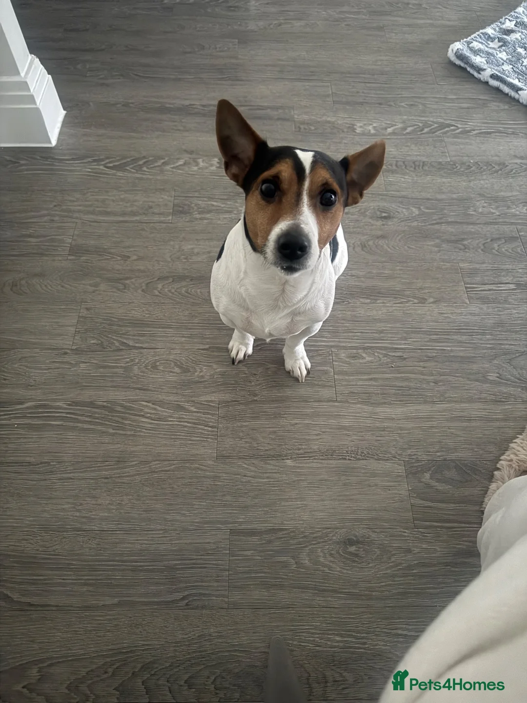 Jack Russell dogs for stud: Jack Russell tri colour stud in Broxbourne - Advert 2