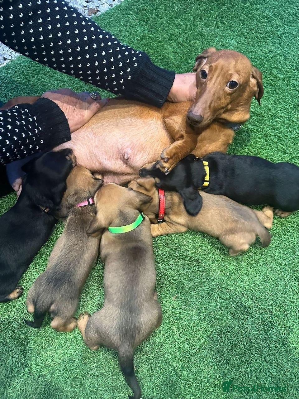 Miniature Dachshund dogs Adorable puppies - Advert 2
