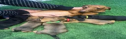 Miniature Dachshund dogs for sale: Adorable puppies in Liverpool - Advert 1
