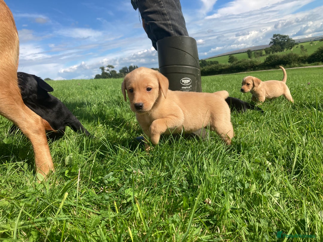Labrador Retriever dogs for sale: Beautiful KC Reg Lab pups  - Image 28