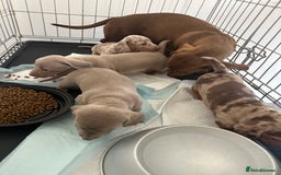 Miniature Dachshund dogs for sale: Adorable litter ready August 22nd ❤️❤️❤️💙  - Image 15