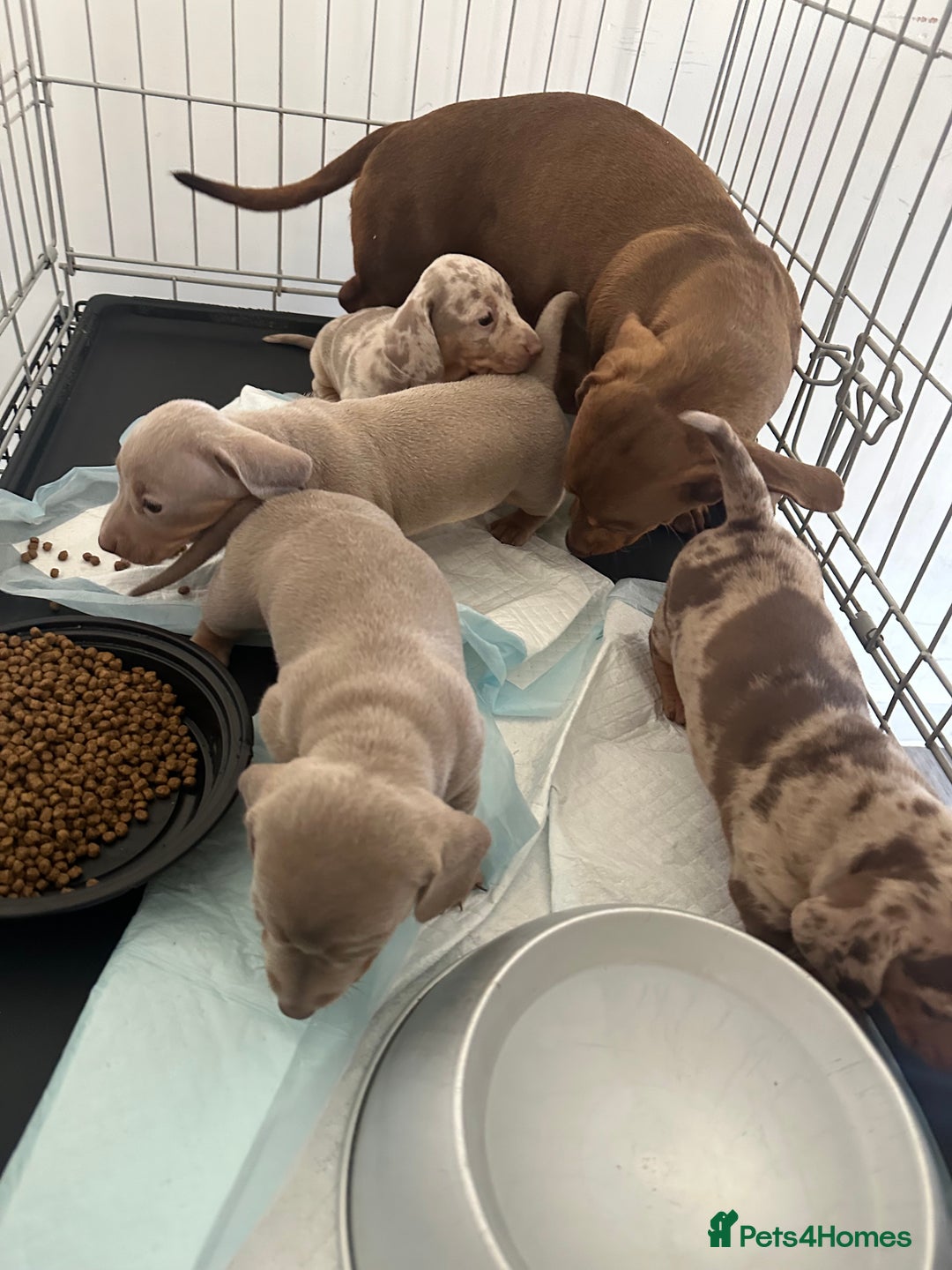 Miniature Dachshund dogs for sale: Adorable litter ready August 22nd ❤️❤️❤️💙  - Image 15