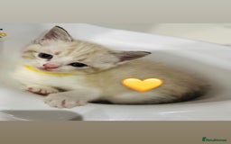 Ragdoll cats for sale: Ragdoll kittens for sale - Image 19