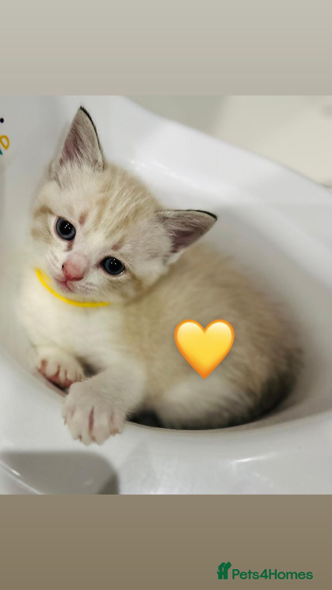 Ragdoll cats for sale: Ragdoll kittens for sale - Image 19