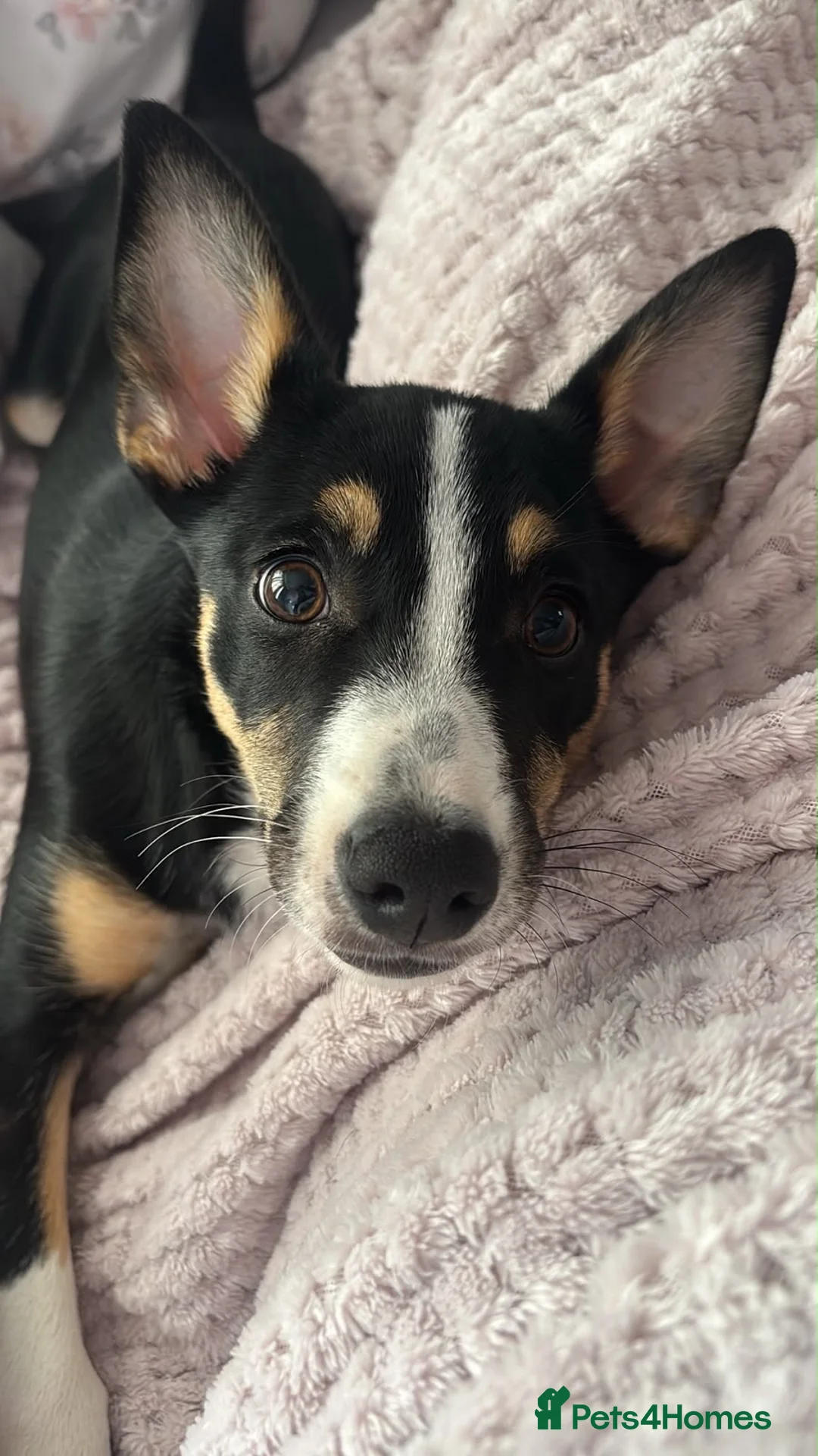 Mixed Breed dogs for sale: Collie Mixed Breed Female Pup Very Pretty  - Advert 3