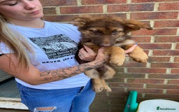 German Shepherd dogs for sale: Liver and tan German shepherds - Image 7