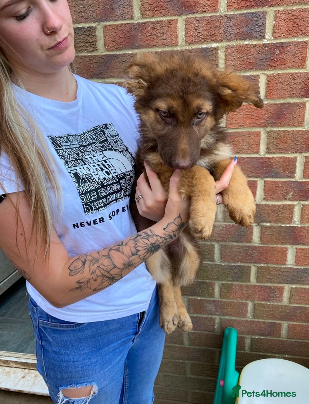 German Shepherd dogs for sale: Liver and tan German shepherds - Image 7