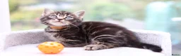 Mixed Breed cats for sale: Beautiful Kittens Ready NOW - Advert 7