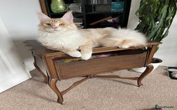 Maine Coon cats for sale: GCCF registered Maine Coon kittens.  in Newton Abbot - Image 16