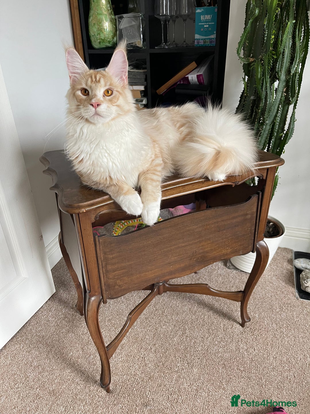 Maine Coon cats for sale: GCCF registered Maine Coon kittens.  in Newton Abbot - Image 16