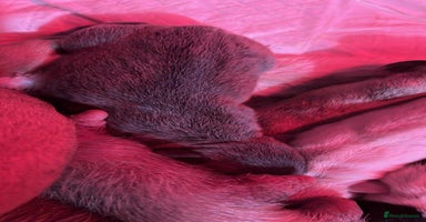 French Bulldog dogs 2 French bulldog puppies| | 8weeks old - Advert 10