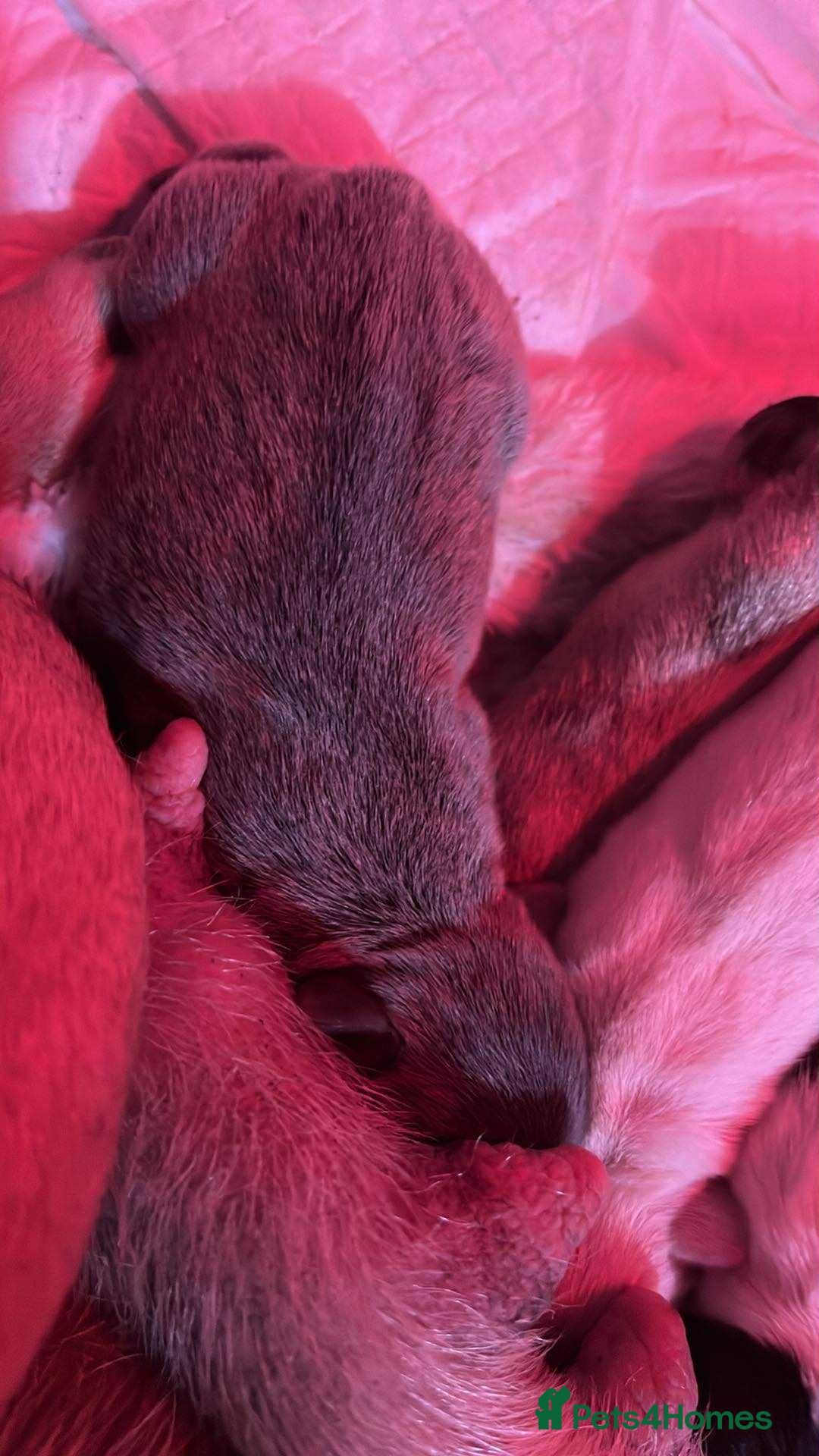 French Bulldog dogs for sale: 2 French bulldog puppies| | 8weeks old - Advert 3