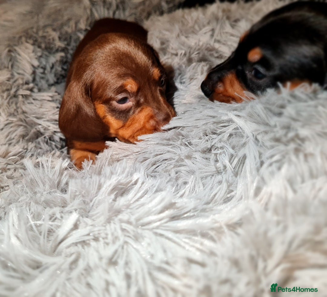 Miniature Dachshund dogs for sale: Extra miniature daschunds baby 🩷 - Advert 15