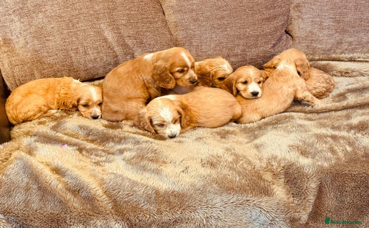 Cocker Spaniel dogs - Advert 5