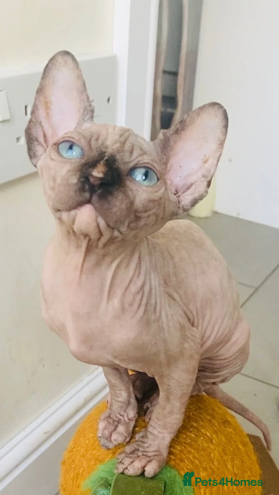 Sphynx cats for sale: Beautiful light tortie girl  - Advert 1