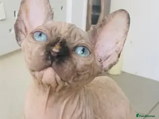 Sphynx cats Beautiful light tortie girl - Advert 1