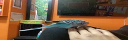 Budgerigars birds for sale: Hand-Tamed Budgerigar for sale in Oldham - Advert 8