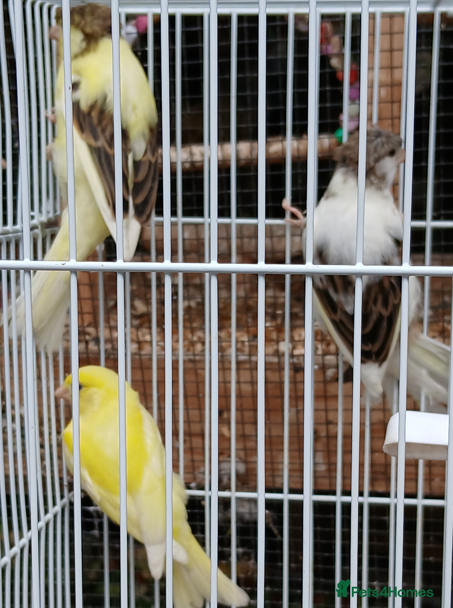 Canaries birds for sale: Canaries mixed Canaries  - Advert 10