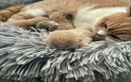 British Shorthair cats for sale: 5 TICA BRITISH SHORTHAIRED KITTENS - Image 7