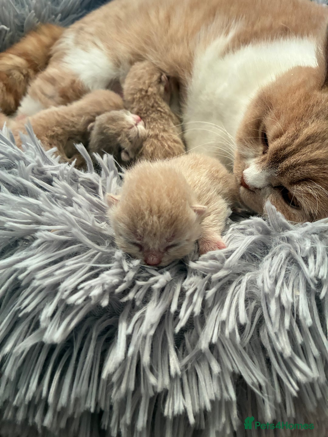 British Shorthair cats for sale: 5 TICA BRITISH SHORTHAIRED KITTENS - Image 7