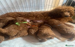 Miniature Poodle dogs for sale: Gorgeous Red Minature Poodles Puppies  - Image 40