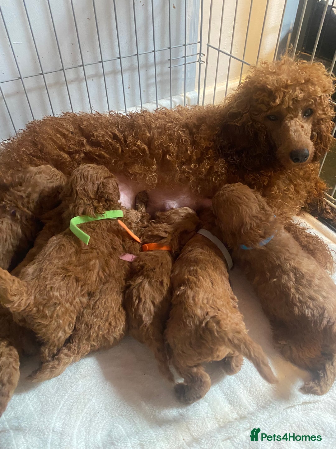 Miniature Poodle dogs for sale: Gorgeous Red Minature Poodles Puppies  - Image 40