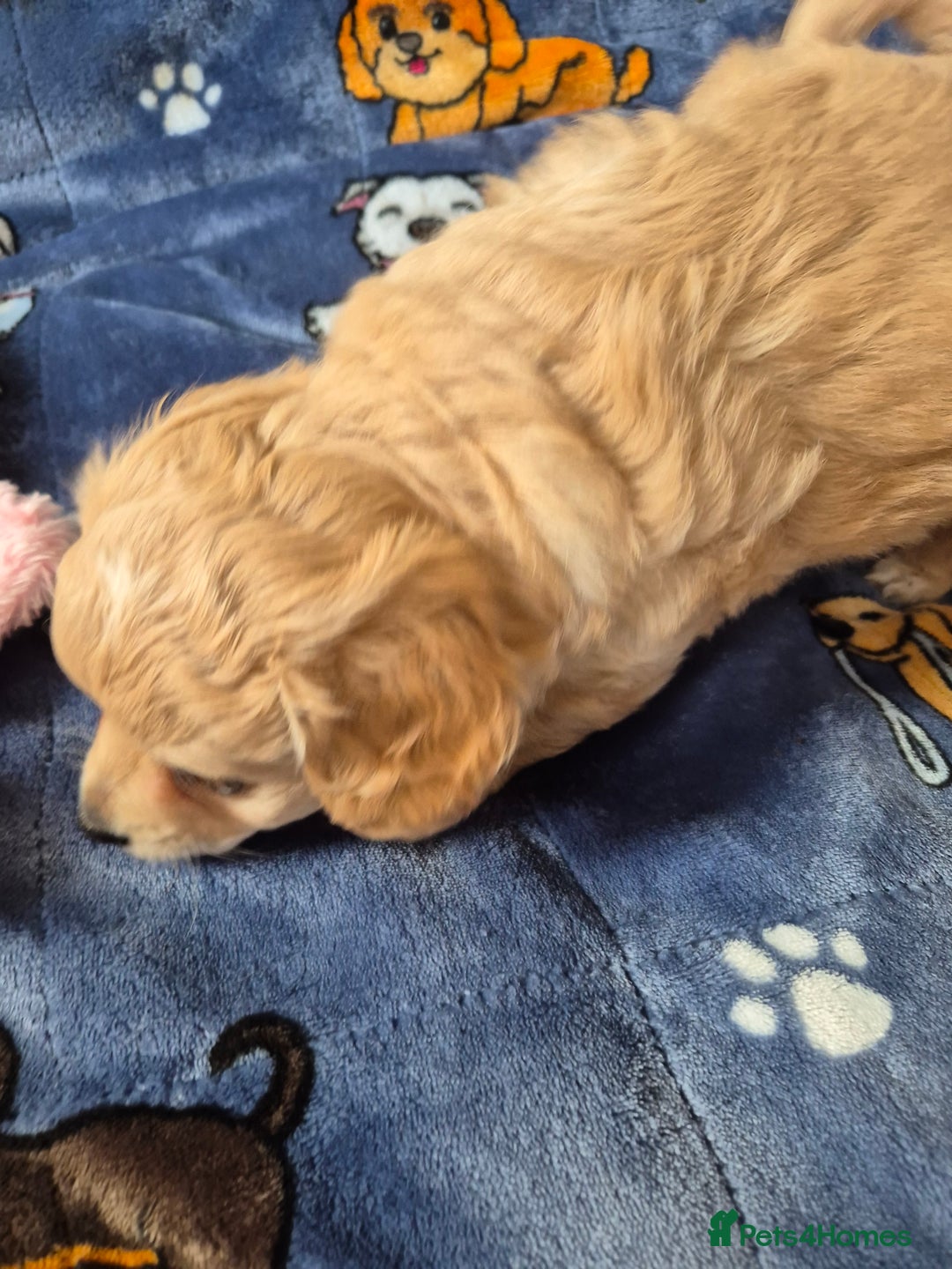 Mixed Breed dogs for sale: F1 Cockapoo and Maltipoo hybrid - Image 11