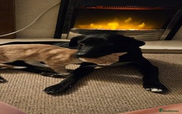 Mixed Breed dogs for sale: Mr pickle - Image 13
