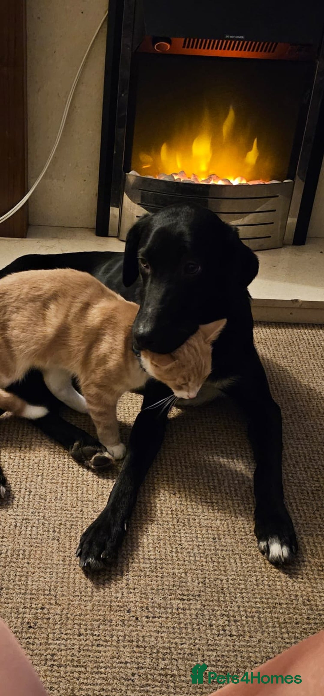 Mixed Breed dogs for sale: Mr pickle - Image 13