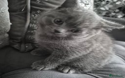 British Shorthair cats for sale: 1 cute British short hair blue kitten for sale  - Image 5