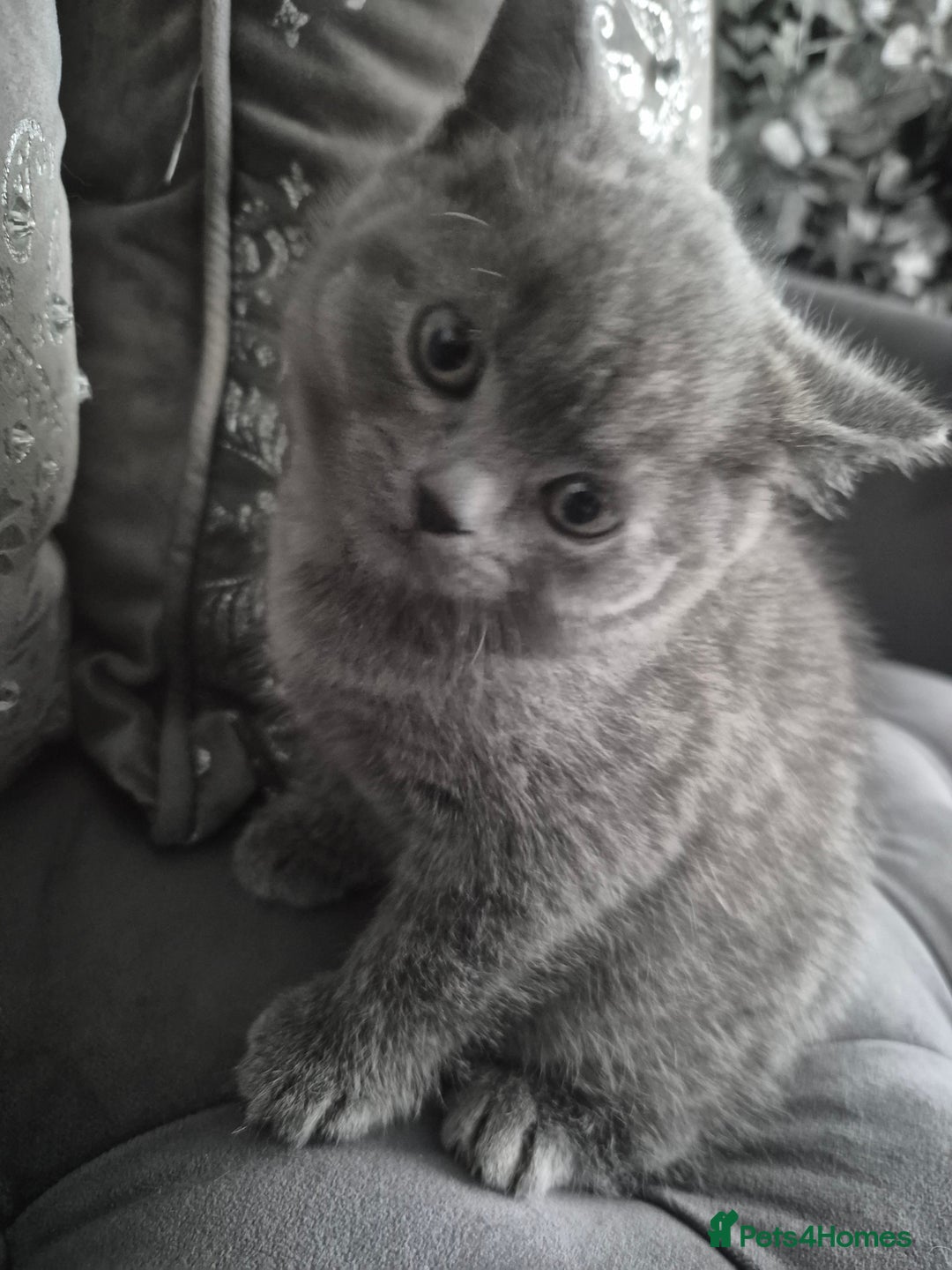 British Shorthair cats for sale: 1 cute British short hair blue kitten for sale  - Image 5