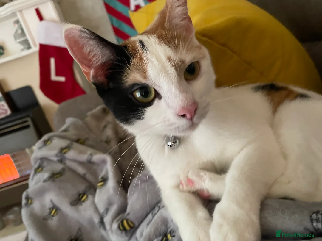 Mixed Breed cats for sale: Mixed breed female  - Advert 6