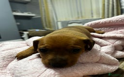 Mixed Breed dogs for sale: Beautiful Doxies - Image 15