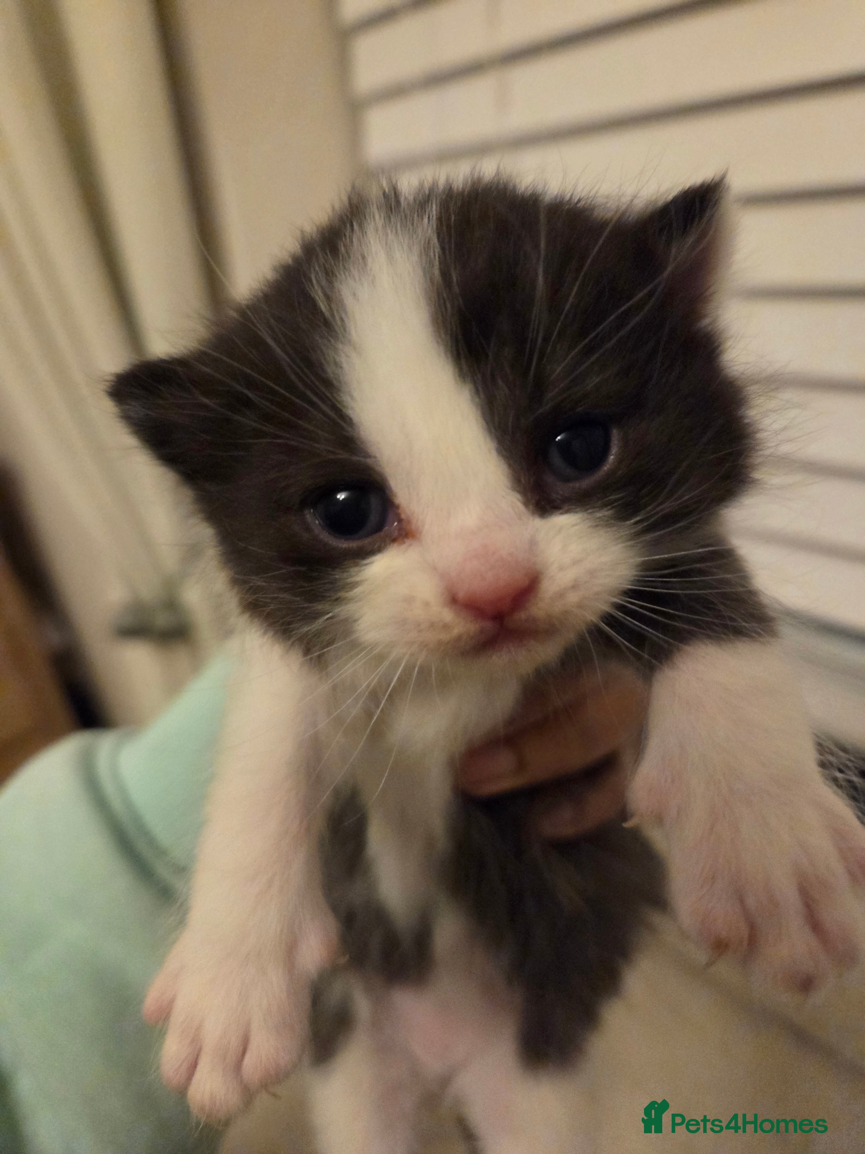 Mixed Breed cats RAGDOLL X PERSIAN  - Advert 6