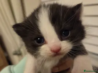 Mixed Breed cats RAGDOLL X PERSIAN - Advert 6