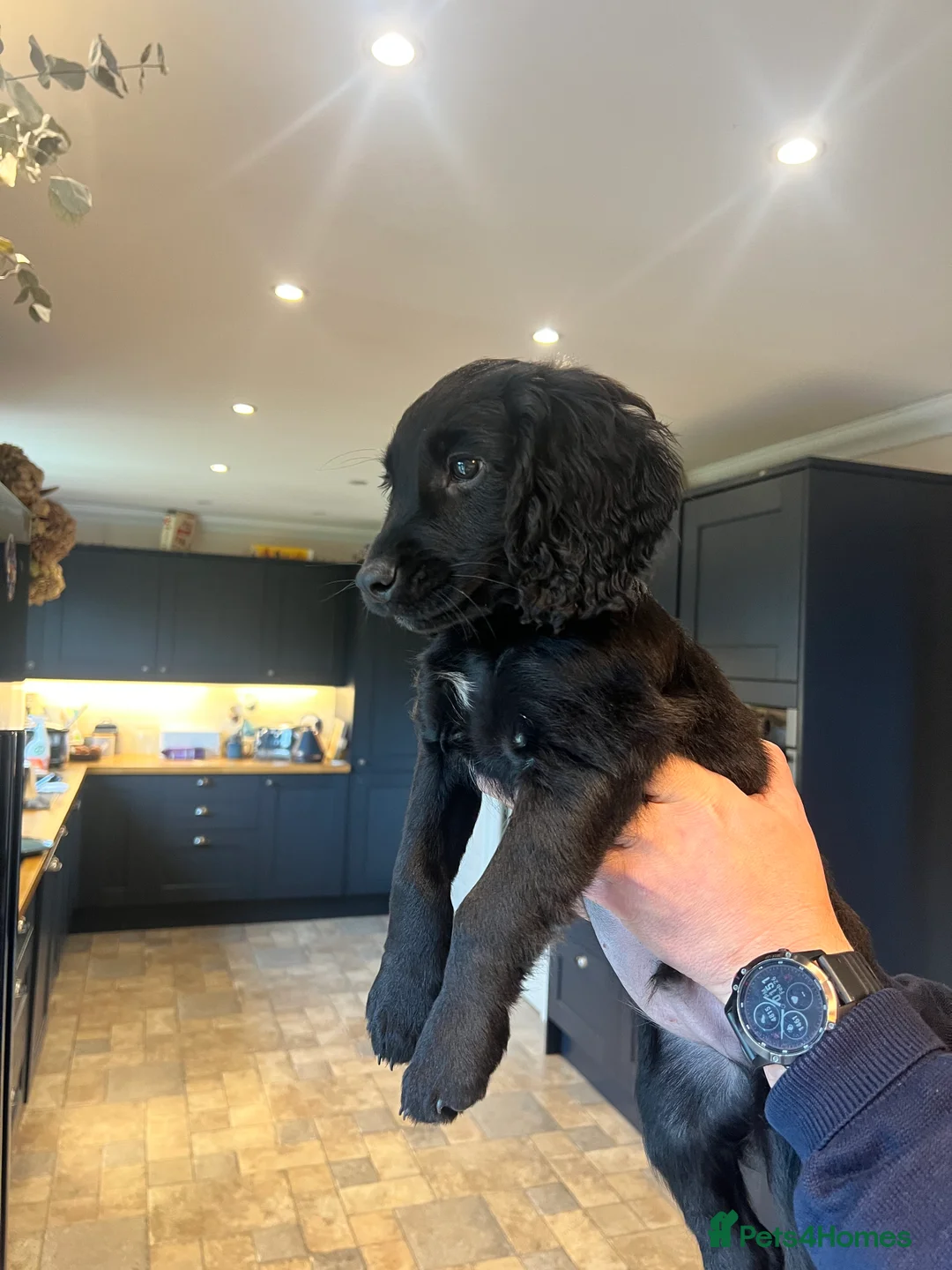 Cocker Spaniel dogs for sale: 2 Gorgeous Cocker spaniels puppy’s 🤩🥰 in Pitlochry - Advert 8